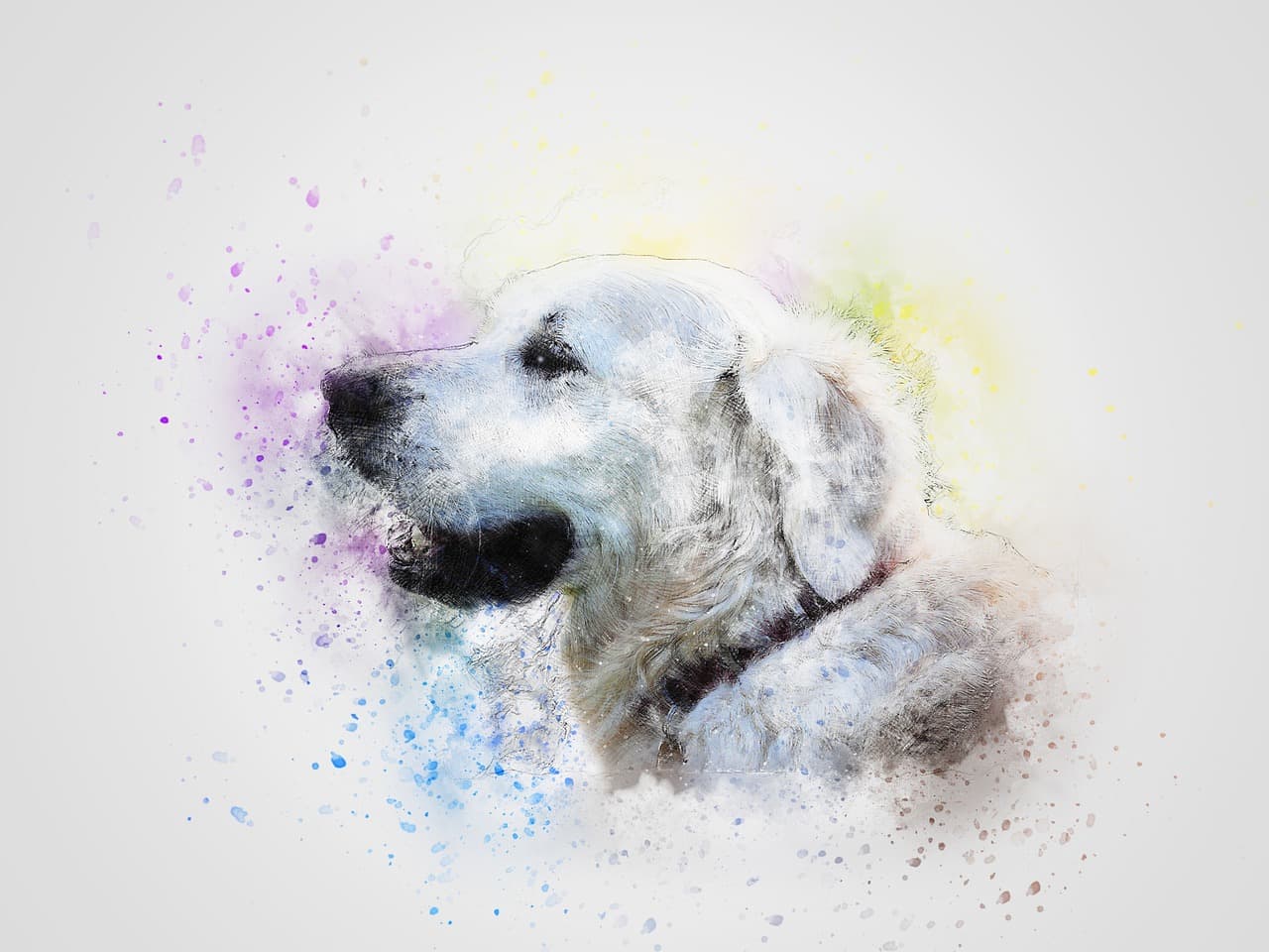 dog, pet, white, art, abstract, retriever, animal, vintage, portrait, watercolor, design, scrapbooking, decoration, t-shirt, aquarelle, paint splatter, nature, digital art, digital paint, drawing