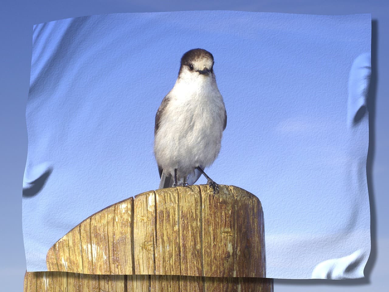 bird, post, sky, wood, nature, wrinkles, art, digital manipulation, photo art, blue email